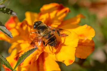 European hoverfly feeding on flower. Selective focus.