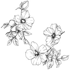 Wildflower rosa canina in a vector style isolated. Black and white engraved ink art. Vector flower for background, texture, wrapper pattern, frame or border.