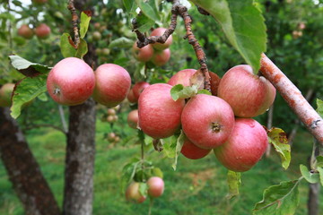 Obraz premium red and green apples