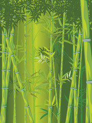 Fototapeta premium Bamboo forest scene