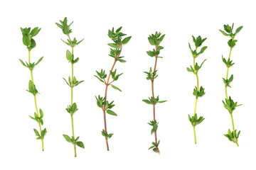 Thyme bunch isolated on white background close up