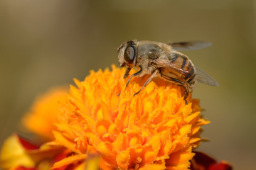 European hoverfly feeding on flower. Selective focus.