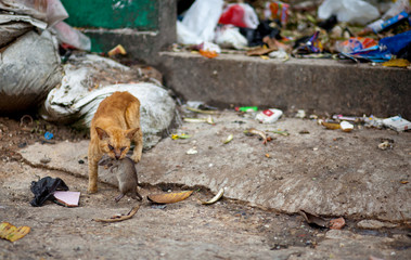 garbage dump cat with rat