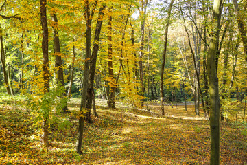 Beautiful autumn park on sunny day