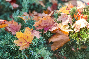 Many autumn leaves on green bush outdoors