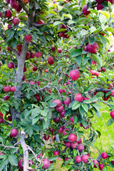 red and green apples