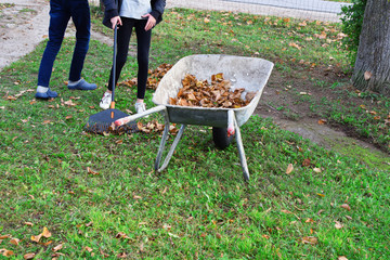 Teen boy and girl raking dry autumn leaves and throw in old metal wheelbarrow on green grass background in autumn day. Children working in seasonal yard cleaning.