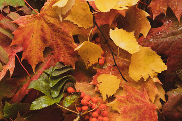 Background of autumn leaves. Autumn concept. Copy space.