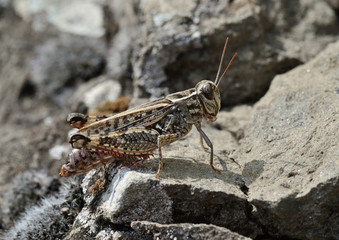 Italy, tuscany, gray grasshopper stands over a sunny stone