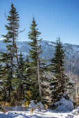 Three Pine Trees on a Snow-Covered Mountain in Portrait Orientation