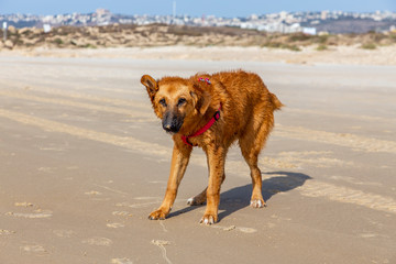 Red dog walking on the beach