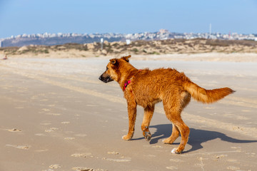 Red dog walking on the beach