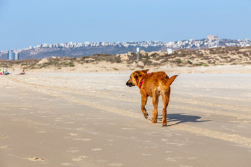 Red dog walking on the beach