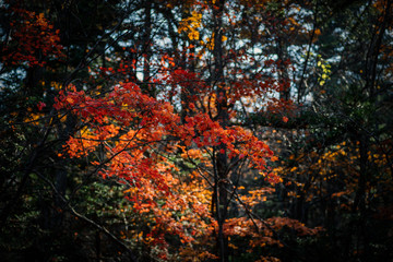 Autumn in forest - maple leaves in sunlight.