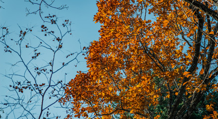 Autumn in forest - oak leaves in sunlight.