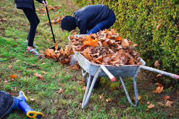 Teen boy and girl raking dry autumn leaves and throw in old metal wheelbarrow on green grass background in autumn day. Children working in seasonal yard cleaning.