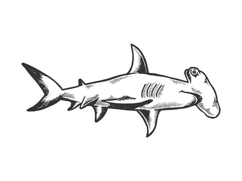 Hammerhead Shark Drawing Images – Browse 3,035 Stock Photos, Vectors, and  Video