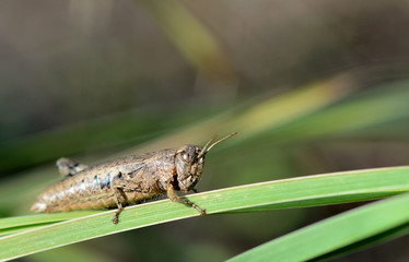 Tuscaby, grasshoper climbs a blade of grass