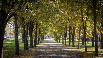Fototapeta na wymiar Autumn city street, yellow foliage in the trees and the sidewalk