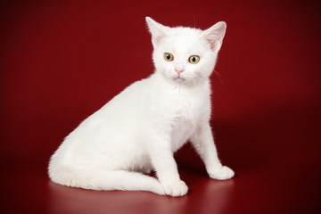 American shorthair cat on colored backgrounds