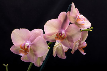 Pastel orchid flower isolated on black background