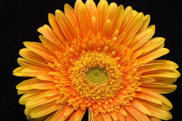 Subtle orange gerbera flowers on black background