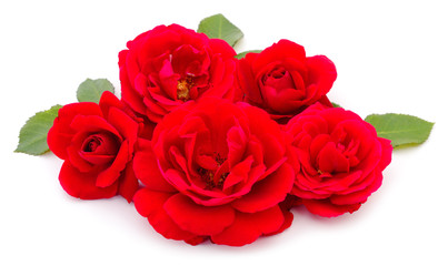 Red beautiful roses.