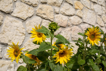 Obraz premium Blooming sunflowers against the background of a limestone wall