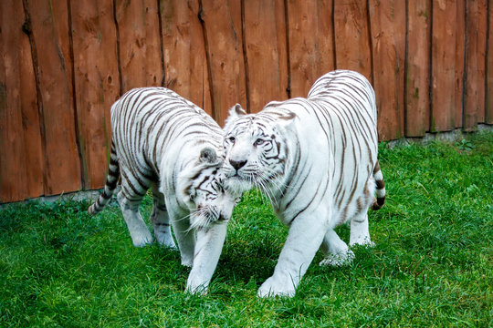 White tiger couple snuggle. Outdoors, zoo.