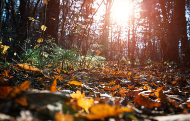 Autumn forest - photo from the ground. Shallow depth of field.