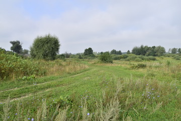 утро в лугах