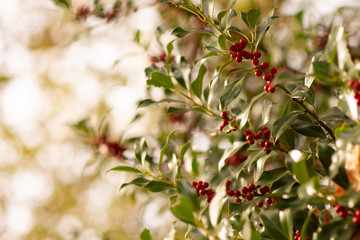 Obraz premium red berries of barberry