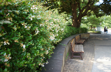 The bench of the park of the day when it was fine and green scene