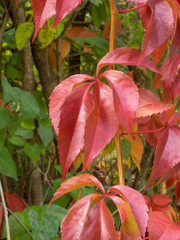 Parthenocissus quinquefolia. Vigne vierge à cinq folioles ou vigne vierge de Virginie au feuillage décoratif teinté de rouge en automne