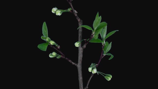 Time-lapse of blooming plum tree branch 26c1 in PNG+ format with ALPHA transparency channel isolated on black background
