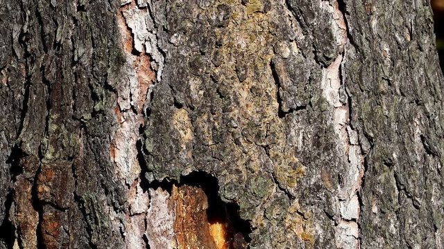 Resin on spruce tree trunk. The tree heals the wound, releasing resin.