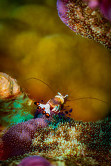 Partner Shrimp