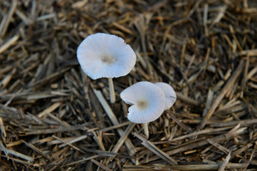 Mushrooms in the natural environment