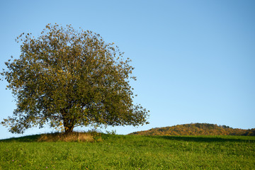 Obraz premium Tree on the nice green grass at sunset, clear sky, autumn season