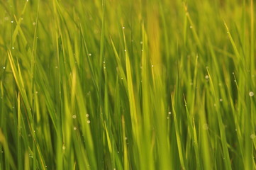 Dew on Fresh green grass with water drops in  in the morning Green Season. Beauty bokeh.