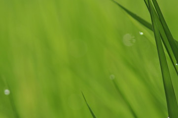 Dew on Fresh green grass with water drops in  in the morning Green Season. Beauty bokeh.