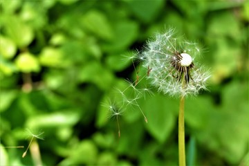 Pusteblume - Löwenzahnsaat
