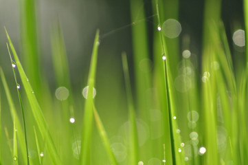 Fototapeta na wymiar Dew on Fresh green grass with water drops in in the morning Green Season. Beauty bokeh.