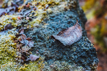 Frost fallen leaf in hoarfrost late fall day