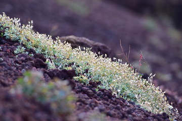 Rośliny na Etnie © Barbara Bajorek