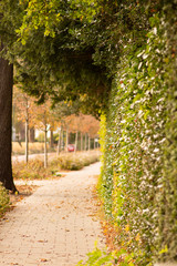 alley in park