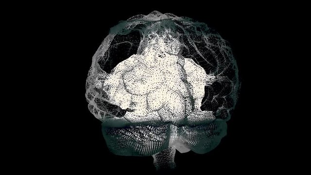 Human white brain on black, science anatomy background. The human brain is like a hologram. Plexus. White rotating human brain on a black background. Medicine and Science. Loop animation