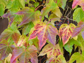 Parthenocissus tricuspidata. Vigne-vierge à trois pointes au feuillage coloré d'automne.