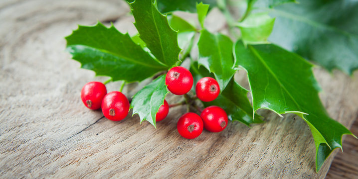 Christmas Red Holly Berry And Leaves Picture on natural grey wooden background.