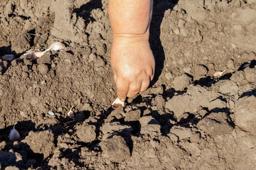 Farmer's hand planting garlic in vegetable garden